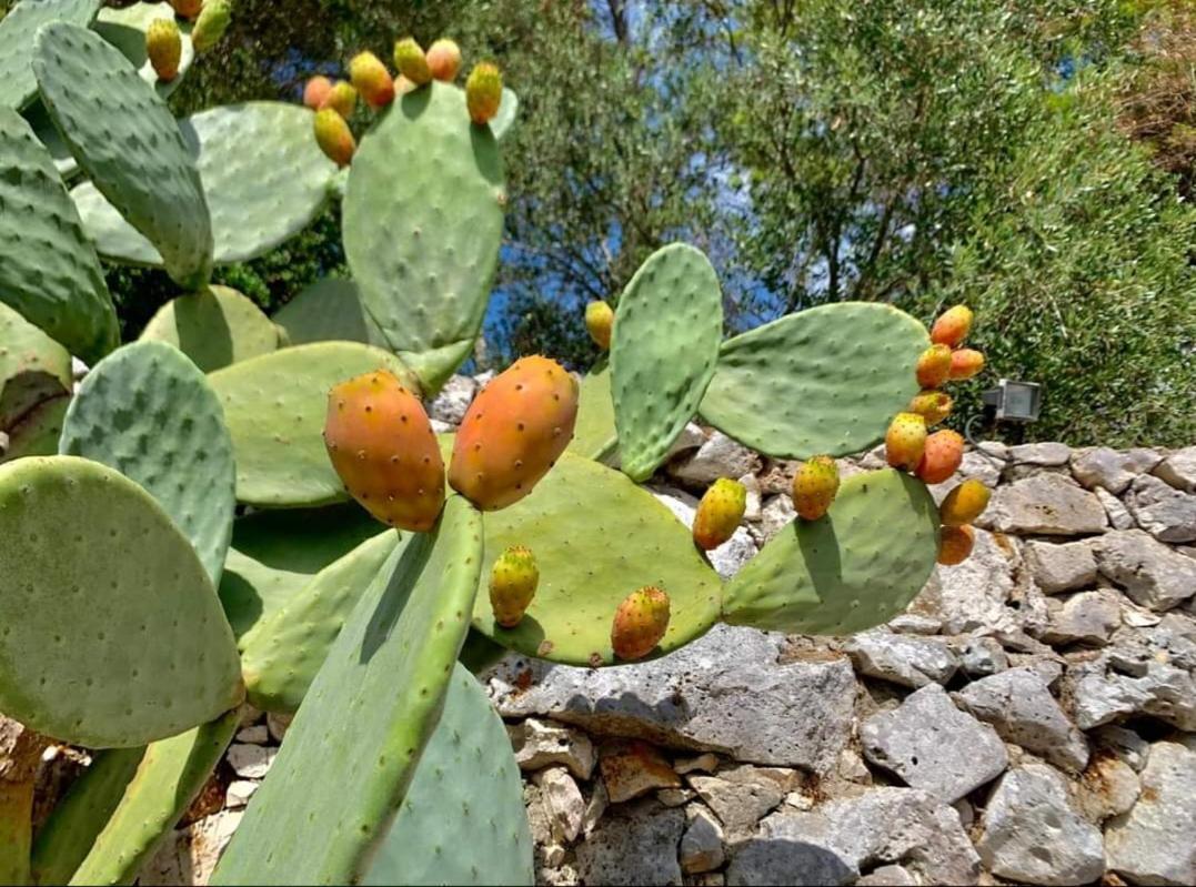 Trullo Dimora Di Pietra Gallipoli Baia Di Gallipoli Eksteriør bilde